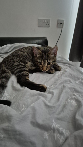 Tabby cat