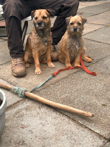 Boy and girl pups ready now