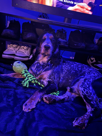 Show Cocker For Stud