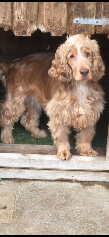 Stunning orange and white show cocker full kc