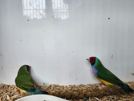 Pair of gouldian finch