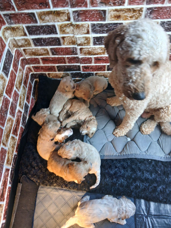 Goldendoodle puppies for sale