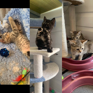 BSH Pedigree Silver Cross bundles of love