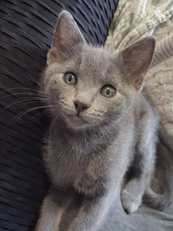 Russian blue kitten
