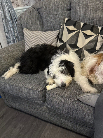 Bearded collie 5 months