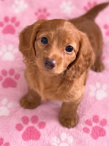 miniature dachshund girl left