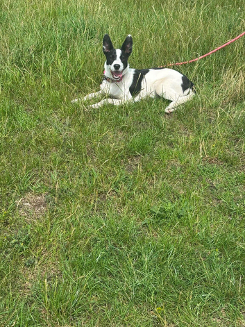 9 month old border collie shadow