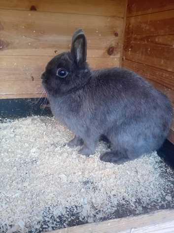 Netherlands dwarf  female