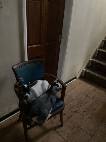 Twin Pygmy Goat Kids For Sale