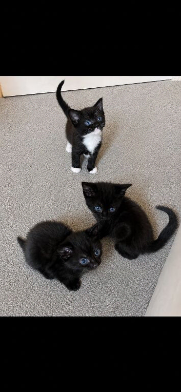 3 newborn kittens needing new home