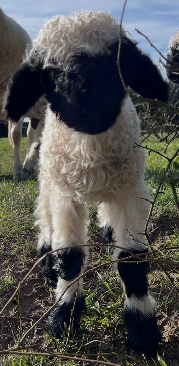 Swiss Valais Blacknose Ewe Lamb