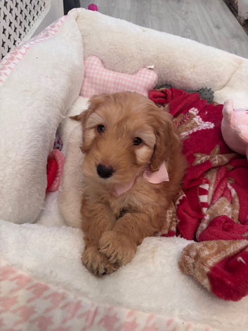 Female cockapoo