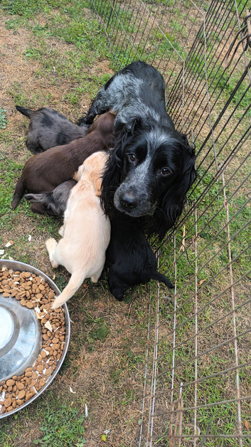 Working cocker spaniel puppies