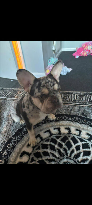 Merl french bulldog