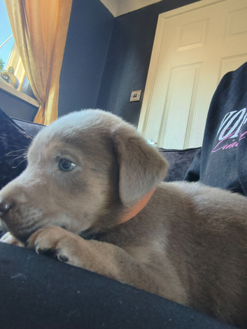 Silver Labrador puppies