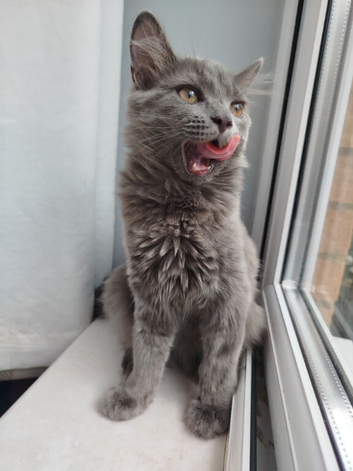 Mixed russian blue girls