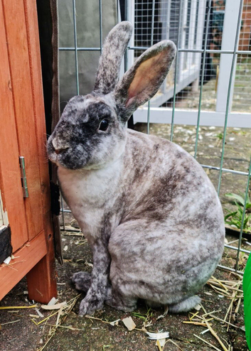 Stunning young sable magpie mini rex doe and daughter