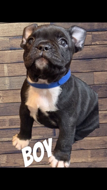 French Bulldog Puppies
