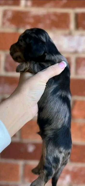 Adopting a dachshund