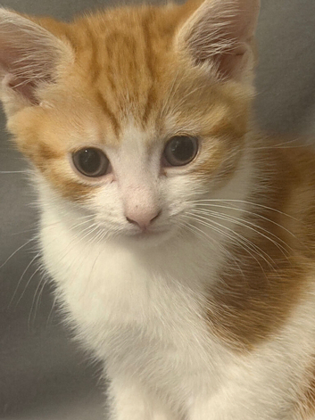 Beautiful Kittens for Sale