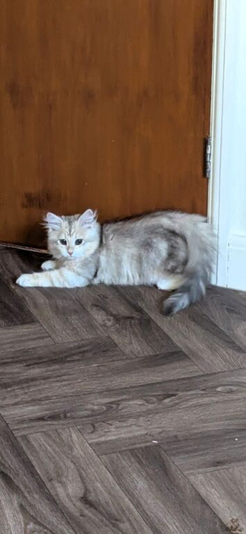 TICA Registered Siberian Kitten &ndash; Female &ndash; Ready Now