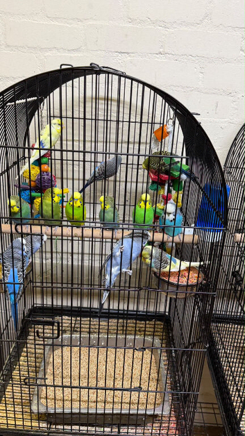 Baby budgies