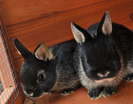 Netherland dwarfs