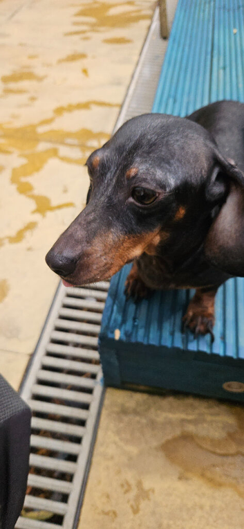 Miniature dachshund bitch