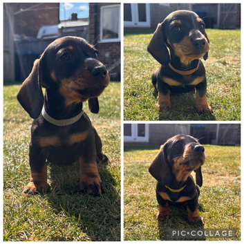 **Ready to go now** miniature dachshund &pound;1250