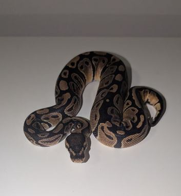 Royal python hatchlings