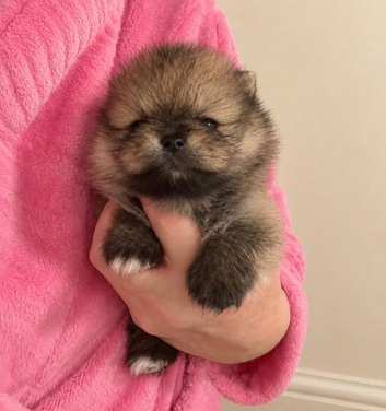 Pomeranian puppy's