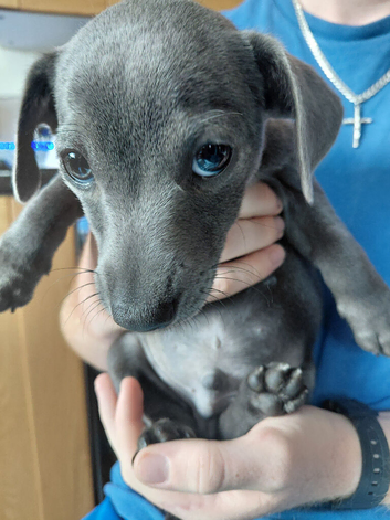 Baby Boy Blue Jacks