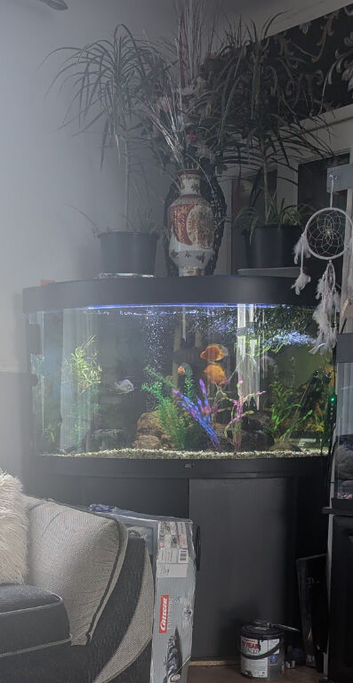 Fish tank and stand
