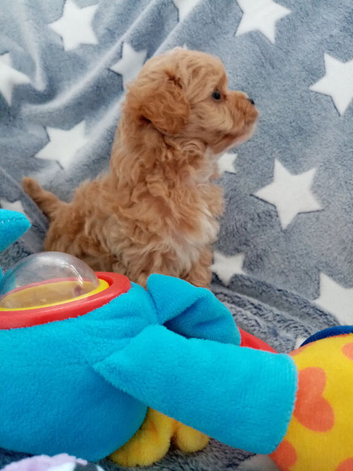 Beautiful Golden Maltipoo puppy's