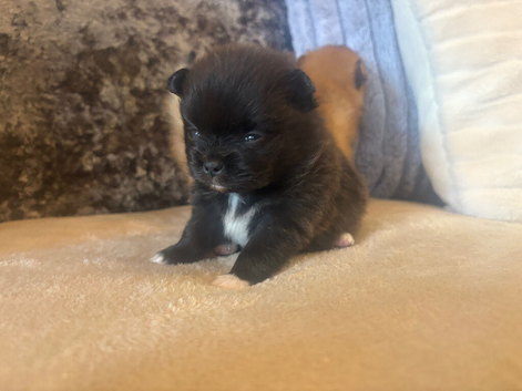 Beautiful female kc puppy