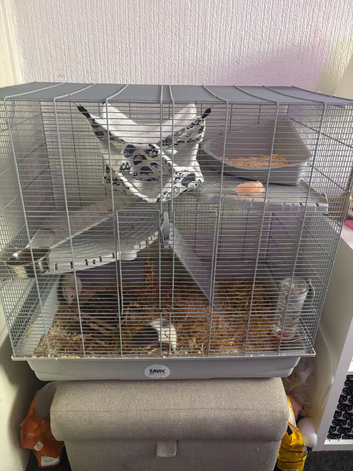 2 Female Rats Looking for New Home