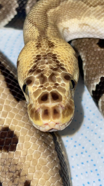 Reducing collection male and female ball pythons