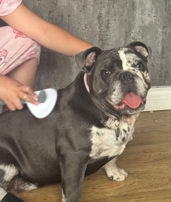 bulldog