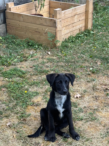 Mixed breed of belgian shepherd and brittany spaniel