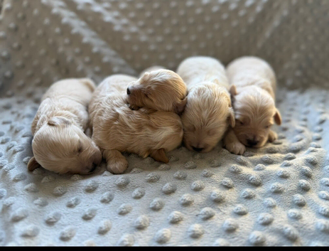 Maltipoo Puppies