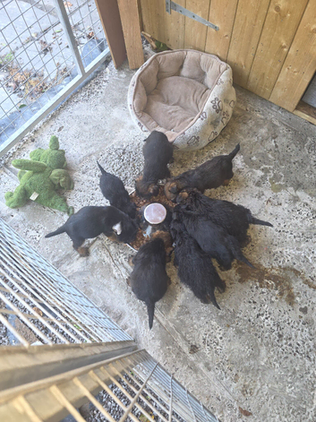 Cracking litter of 8 boarder terrier