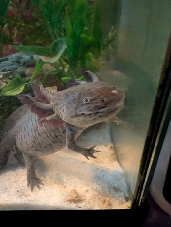 Our beautiful axolotl needs a new home