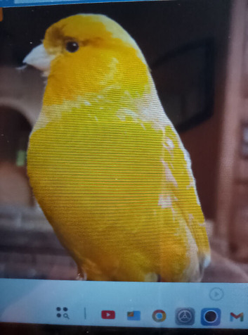 I'm looking for a female canary