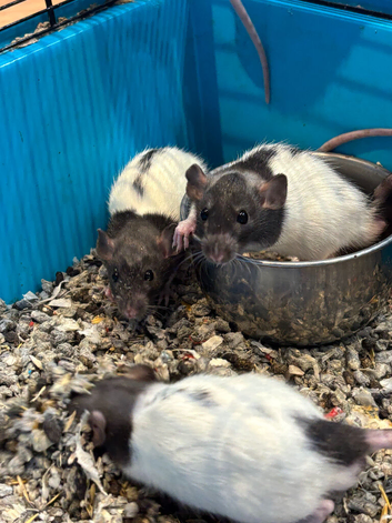 Male rats
