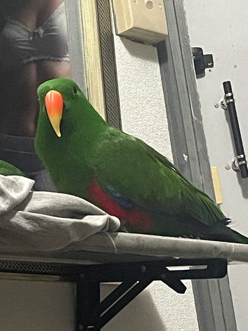 Stunning Male Eclectus Parrot &ndash; very Tame