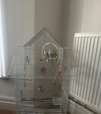 3 Bonded Budgies Looking for a Loving Home