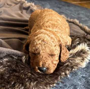 Cockapoo Pppies