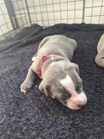 3 beautiful staff puppies