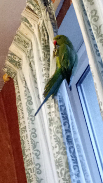 Young Indian Ringneck