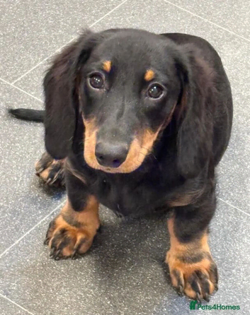 Beautiful Dachshund Puppies